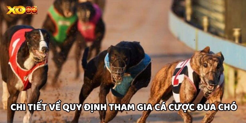 Chi tiết về quy định tham gia Cá Cược Đua Chó